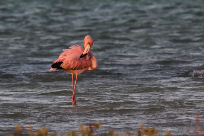 Roze flamingo Bonaire